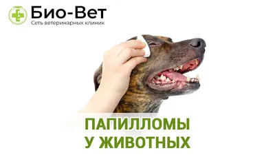 Шишки у собаки на теле | ВКонтакте