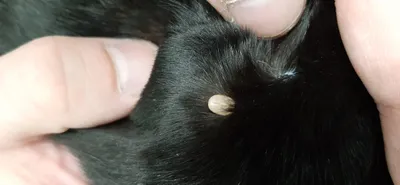 Папилломы у кошек — все о \"бородавках\" от ветеринара