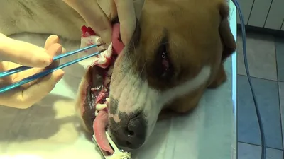 Меланома - образование на веке у собак | Лечение в клинике ZooVision Спб