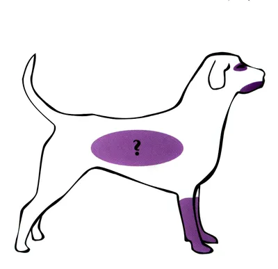 Шишка у собак на спине – откуда появляется и как лечить