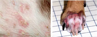 Бородавки у собак: симптомы, диагностика, способы лечения бородавки на  глазу, ухе, брови, теле
