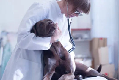 Лечение и удаление шишек под кожей на спине и боку у собак