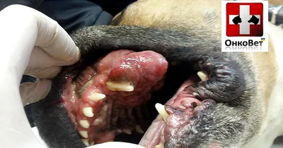 Вирусные папиломы собак [#YouTube_ветеринарные_курсы) - YouTube