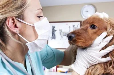 Парафимоз и фимоз у собак - Заболевания собак