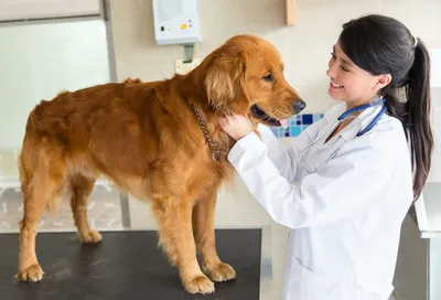 Выделения из уретры у собаки - симптом серьезной патологии, что это  означает | Лапа помощи | Дзен