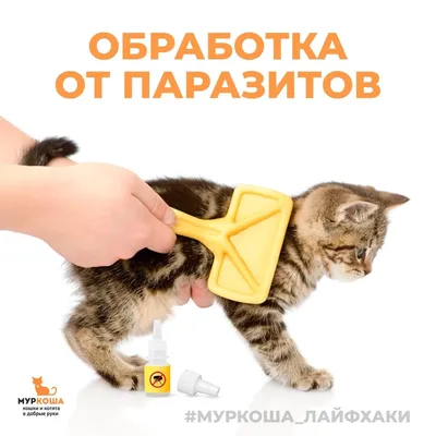 Капли для кошек Гельминтал до 4кг Spot-on от внутренних паразитов 0.4мл  купить по цене 323 ₽ с доставкой в Москве и России, отзывы, фото