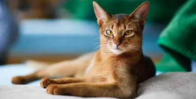 Токсоплазмоз у кошек: симптомы, диагностика, лечение