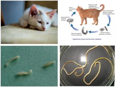 Глазные заболевания кошек, в которых виноваты паразиты | Российский  аграрный портал