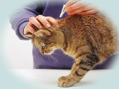 Капли на холку для кошек до 4 кг Гельминтал Spot-on, от внутренних паразитов  в mirkorma.ru