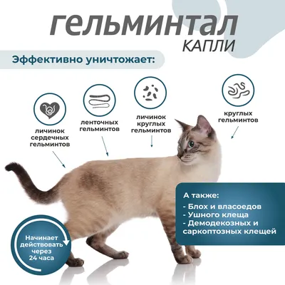 Средство от внутренних и внешних паразитов Apicenna Празицид-комплекс, для  котят и кошек более 4 кг, 1*0,8 мл - купить с доставкой по выгодным ценам в  интернет-магазине OZON (168022168)