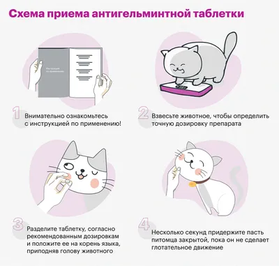 Почему нельзя целовать собак и кошек, объяснила биолог Тюменского  госуниверситета - 10 августа 2020 - 72.ру