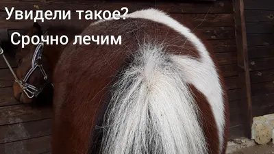 Гастрофилез лошадей: симптомы и лечение | Агропромышленный вестник