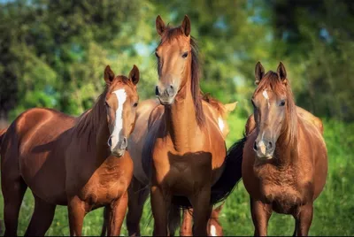 Гастрофилез лошадей: симптомы и лечение | Агропромышленный вестник