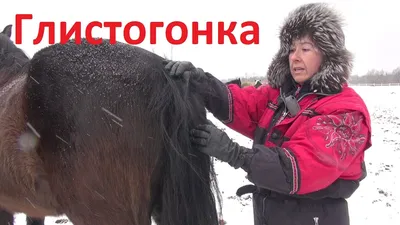 В Атырауской области пало 59 лошадей
