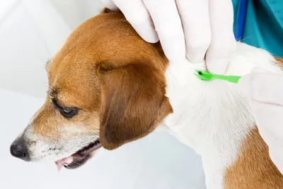 Simparica TRIO – инновационный комплексный подход к борьбе с паразитами  разных видов у собак