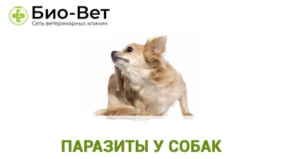 Купить Капли для собак INSPECTOR Quadro от внешних и внутренних паразитов  (до 4кг) 1 пипетка в Бетховен