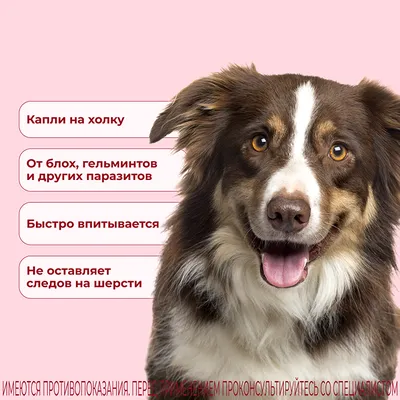 Паразиты у собак: симптомы и лечение, какие бывают паразиты у собаки