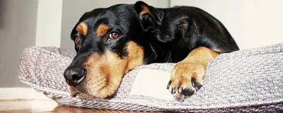 Капли для собак против паразитов АВЗ Барс, от 30 кг, 2 пипетки, 5 мл -  отзывы покупателей на маркетплейсе Мегамаркет | Артикул товара:100024143788