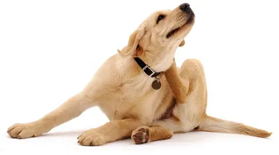 Инспектор (Inspector) Quadro Капли от внешних и внутренних паразитов для  собак, (от 10 до 25 кг) 1 пип. - купить с доставкой по выгодным ценам в  интернет-магазине OZON (649928862)