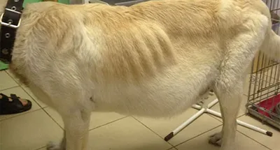 Лечение ФИП у собаки в ветеринарной клинике Живаго в Омске