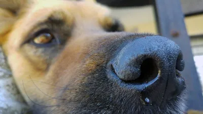 Можно ли заразить собаку простудой? | ZOO CHANNEL | Дзен