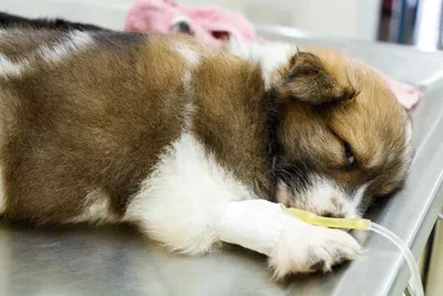 Как лечить чумку у щенков