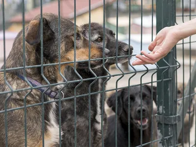 Две служебные собаки УФСИН Удмуртии ушли на заслуженный отдых - KP.RU