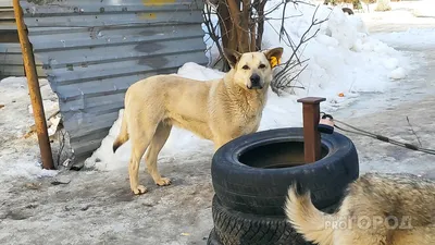 Запор у собаки: что делать и как помочь собаке при запоре дома | Royal Canin