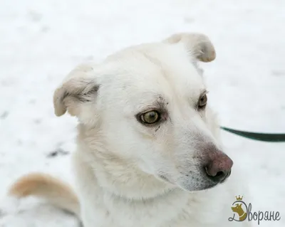 Пропала собака Паша в ХМАО, Советский район | Pet911.ru