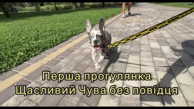 Баффи, Юмэ, Верный, а теперь и Паша: Президент Сербии подарил Путину еще  одну собаку - UssurMedia.ru