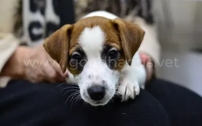 Парвовирусный энтерит у собак 🐶 симптомы, лечение и вакцинация