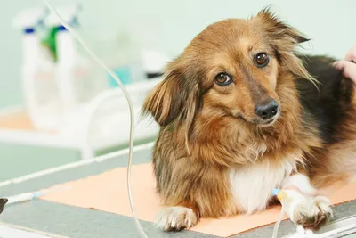 Парвовирусный энтерит у собак | Ветеринарный центр Успех