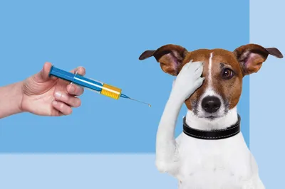 Гастроэнтерит у собак: диагностика, симптомы и лечение | Royal Canin UA