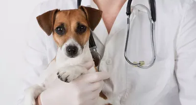 Парвовирусный энтерит у собаки ⚠ План диагностики: 1. Анамнез 2.  Клинический осмотр.. | ВКонтакте
