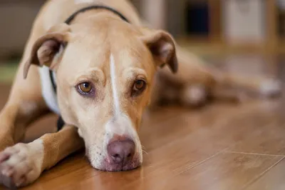 Симптомы и лечение энтерита у собак - Официальный сайт сети ветеринарных  клиник АМВет в Москве