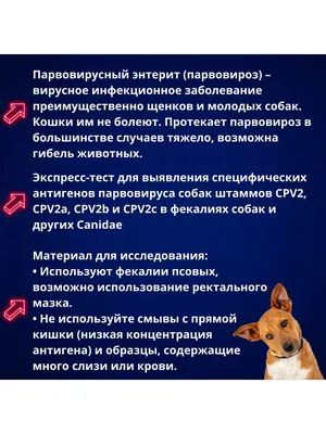 Парвовирус у собак: симптомы, лечение и последствия | Royal Canin UA