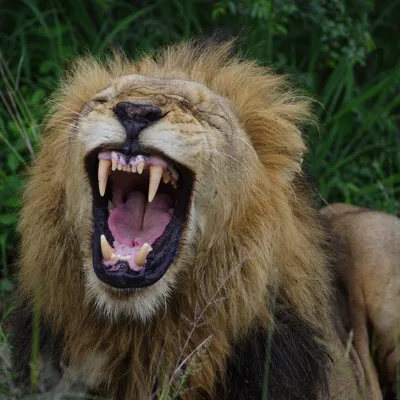 Пасть Льва (53 фото) | Животные, Рыкающий лев