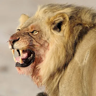 Пасть Льва — стоковые фотографии и другие картинки Агрессия - Агрессия,  Африка, Восточная Африка - iStock