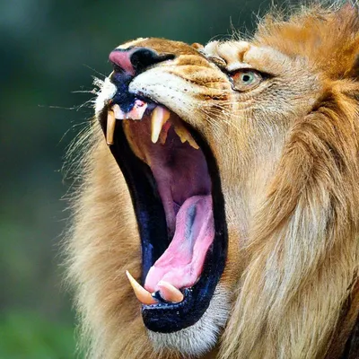 Зуб льва - картинки и фото koshka.top