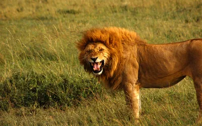 Фонтан «Самсон, раздирающий пасть льва»: информация и фото, где находится  Фонтан «Самсон, раздирающий пасть льва»