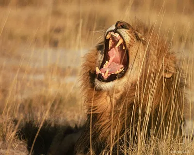 Когда лев зевает, не рекомендуется засовывать ему пасть ничего — Картинки и  авы