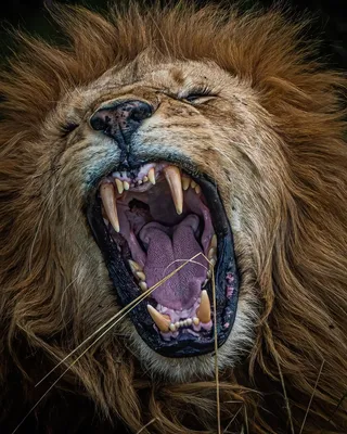 Темная гавань: Челюсти льва (Gloomhaven Jaws of the Lion) (UA) Lord of  Boards - Настольная игра Купить по цене 2800 грн грн. в Украине |  Интернет-Магазин ROZUM
