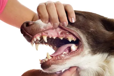 Здоровые собачьи челюсть и язык собаки Стоковое Фото - изображение  насчитывающей здоровье, камеди: 30978740