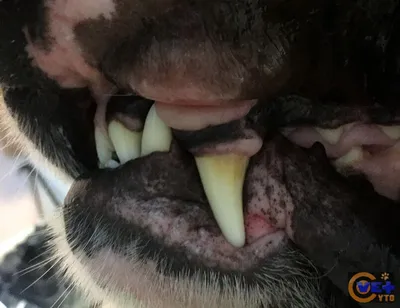Собака с переломом челюсти. Сбор средств на операцию | Благотворительный  фонд защиты животных «Дворяне»