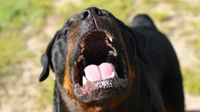 Фото: собака, случайно надевшая вставную челюсть, стала звездой в Сети —  05.09.2018 — В мире на РЕН ТВ