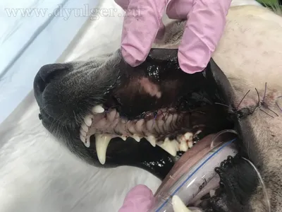 В Тверской области спасают собаку с редкой аномалией челюсти | ОБЩЕСТВО:  События | ОБЩЕСТВО | АиФ Тверь