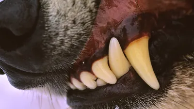 Собака, которая смеётся. Как живёт сибирский пёс без верхней челюсти Гуня |  ОБЩЕСТВО | АиФ Новосибирск