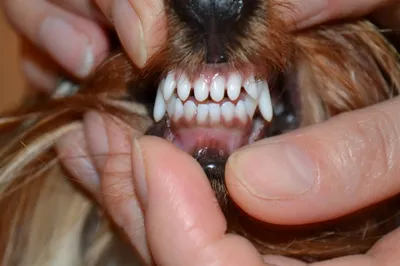 Как чистить зубы собаке и нужно ли это делать
