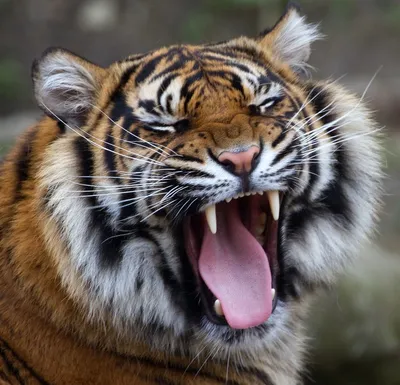 Фото Тигр рычит, широко открыв свою пасть