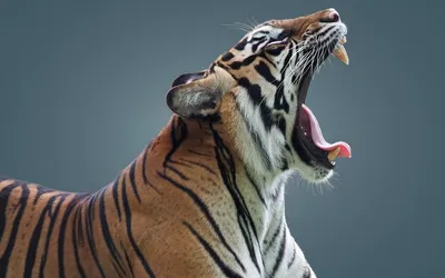 Скачать обои тигр, клыки, профиль, язык, пасть разрешение 1920x1200 #280857